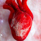 Anatomical heart Valentines day gift