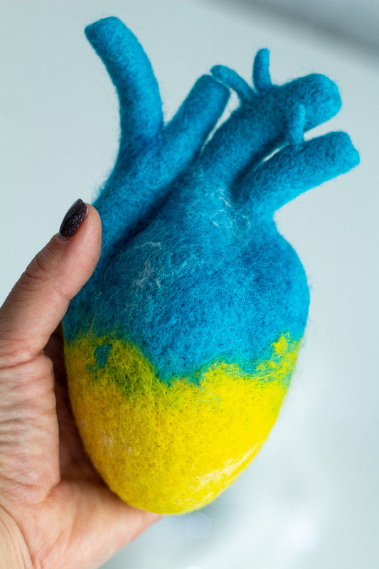 Anatomical heart in the color of the ukrainian yellow-blue flag